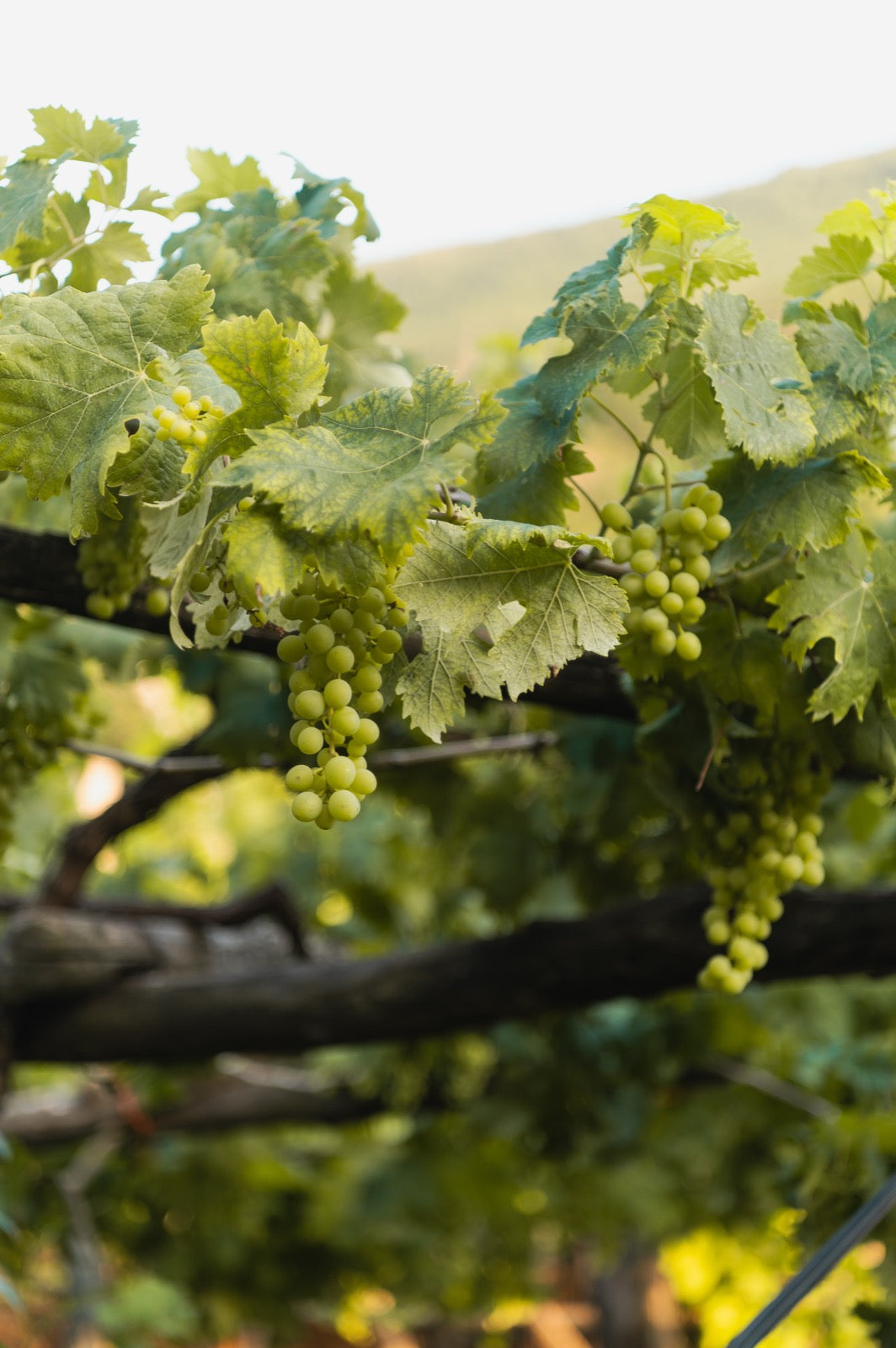 Tenuta Uliveto — paesaggio della tenuta a Nocera Inferiore